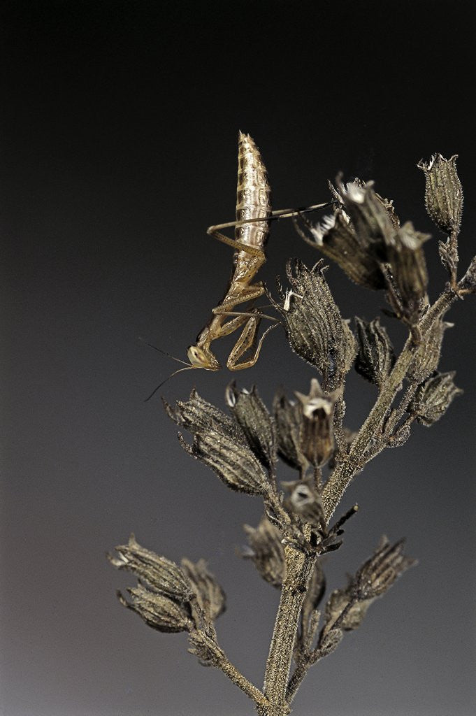 Detail of Mantis religiosa (praying mantis) - larva by Anonymous