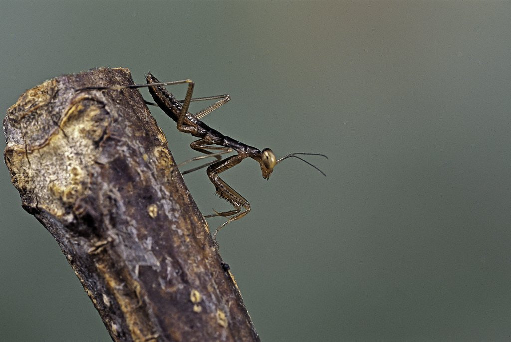 Detail of Mantis religiosa (praying mantis) - larva by Anonymous