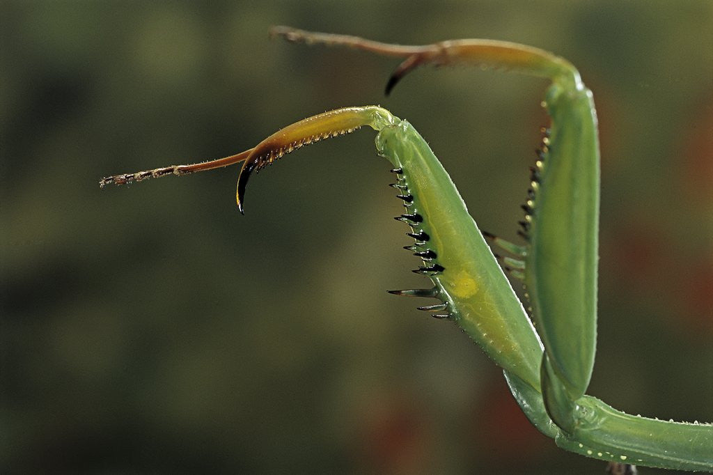Detail of Mantis religiosa (praying mantis) - forelegs by Anonymous