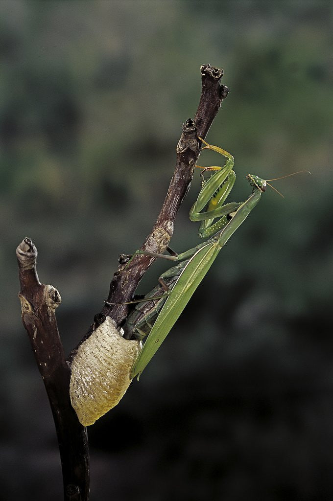 Detail of Mantis religiosa (praying mantis) - laying by Anonymous