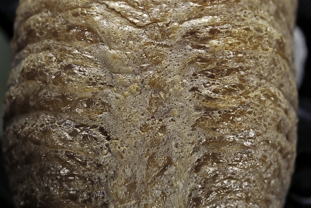 Detail of Mantis religiosa (praying mantis) - ootheca detail by Anonymous