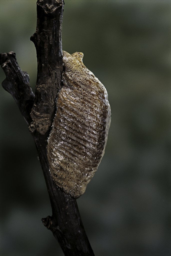Detail of Mantis religiosa (praying mantis) - ootheca by Anonymous