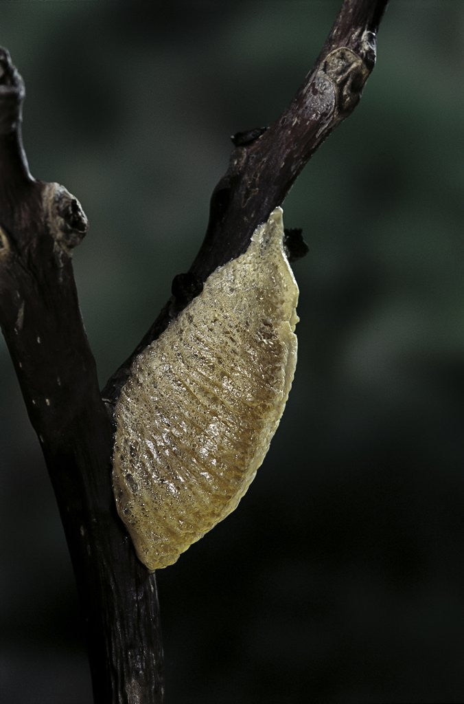 Detail of Mantis religiosa (praying mantis) - recently laid ootheca by Anonymous