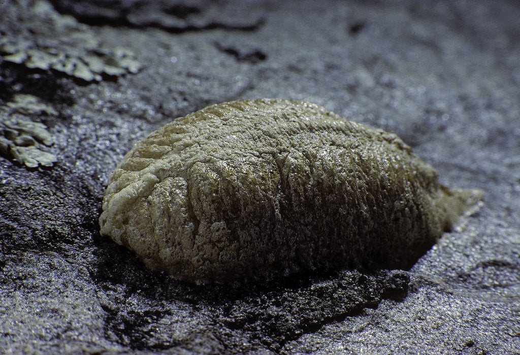 Detail of Mantis religiosa (praying mantis) - ootheca on a stone by Anonymous