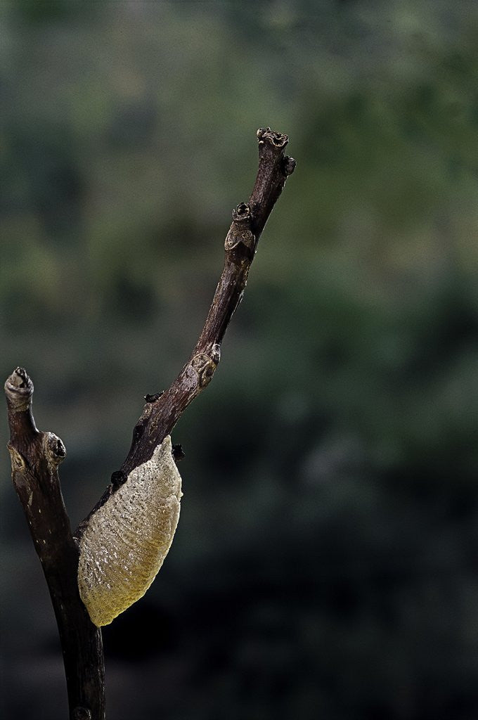 Detail of Mantis religiosa (praying mantis) - recently laid ootheca by Anonymous
