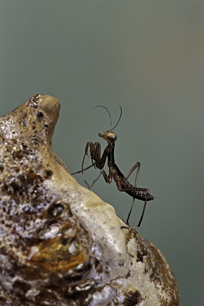 Detail of Mantis religiosa (praying mantis) - very young larva on its egg case by Anonymous