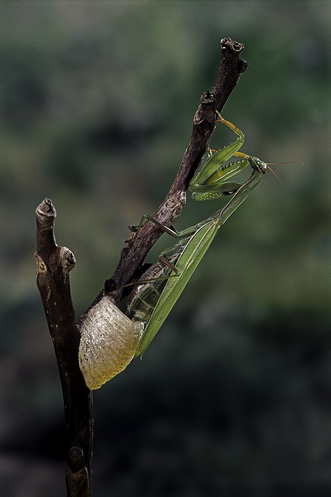 Detail of Mantis religiosa (praying mantis) - laying by Anonymous