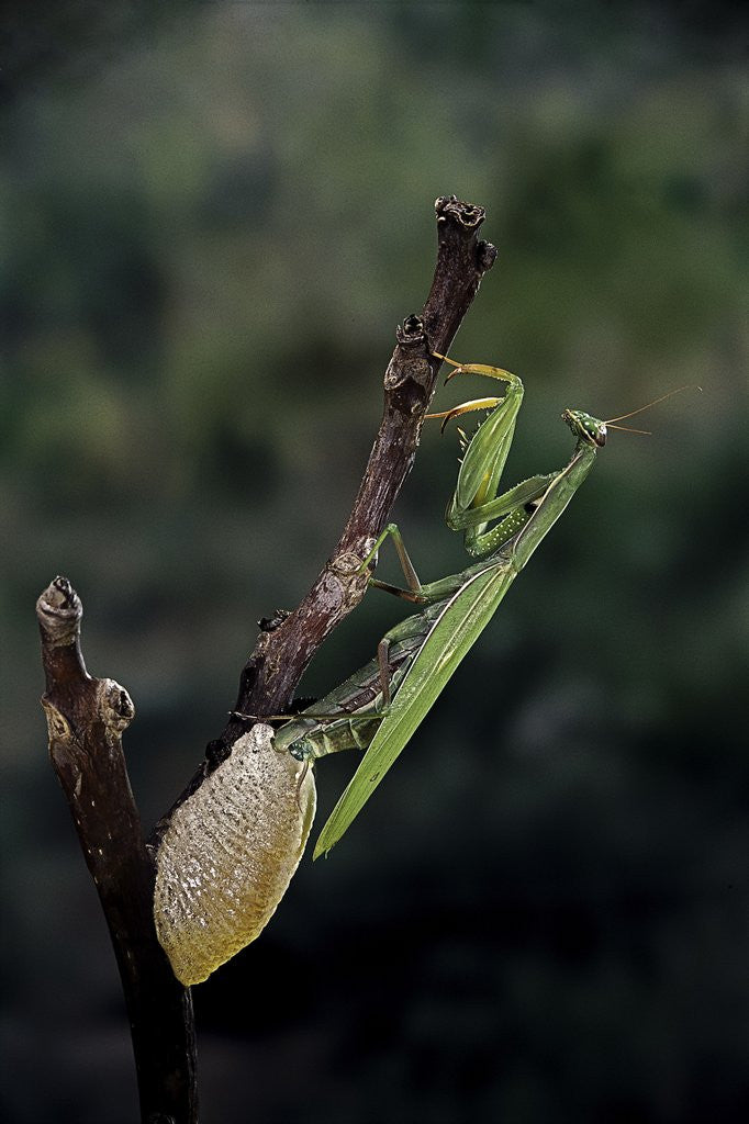 Detail of Mantis religiosa (praying mantis) - laying by Anonymous