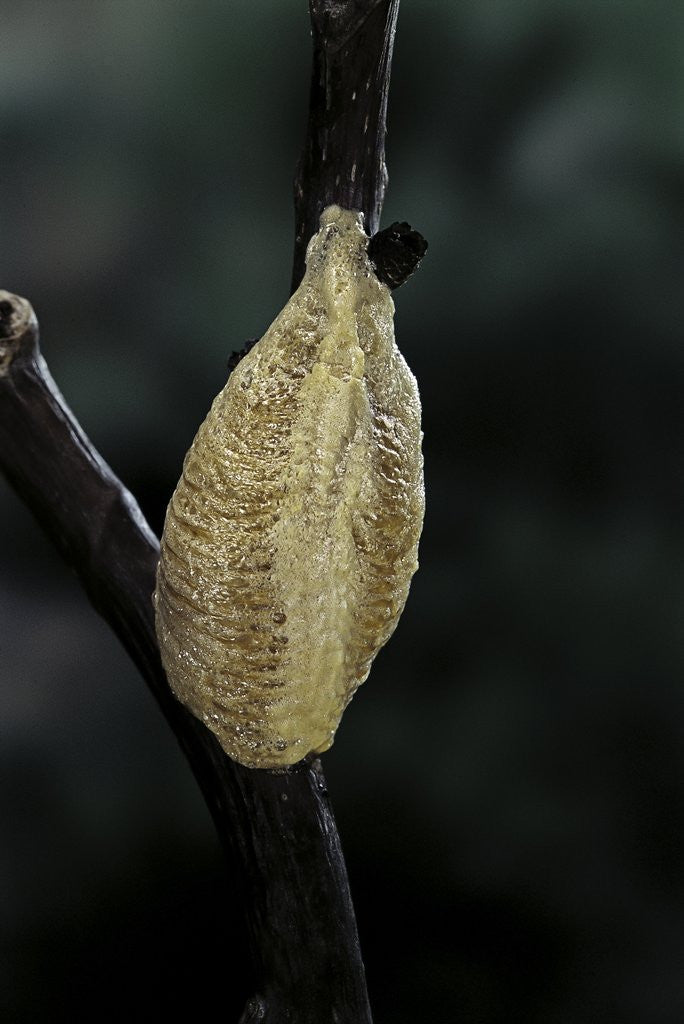 Detail of Mantis religiosa (praying mantis) - recently laid ootheca by Anonymous