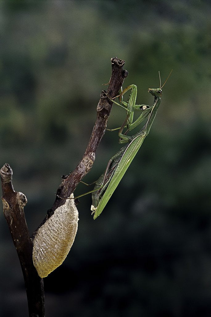 Detail of Mantis religiosa (praying mantis) - laying by Anonymous