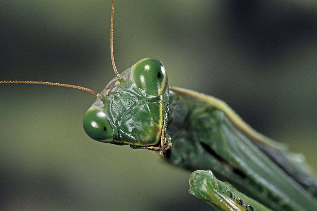 Detail of Mantis religiosa (praying mantis) by Corbis