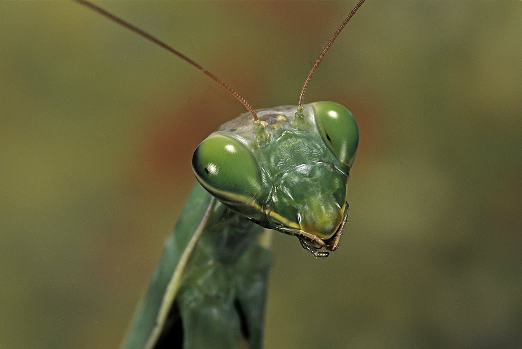 Detail of Mantis religiosa (praying mantis) by Anonymous