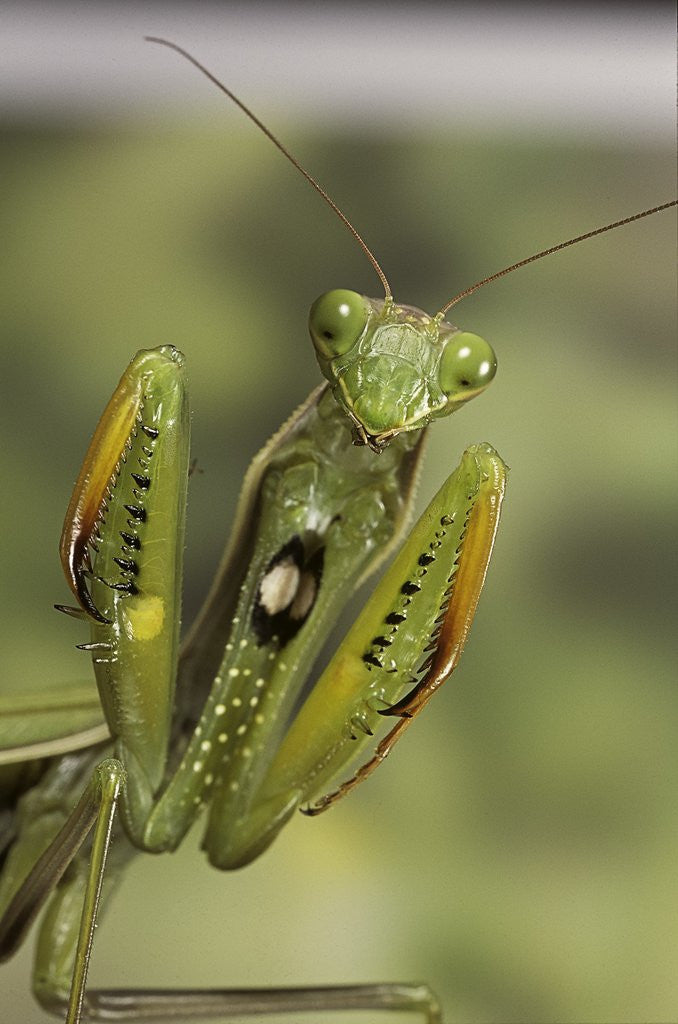 Detail of Mantis religiosa (praying mantis) - in defensive posture, threat display by Anonymous