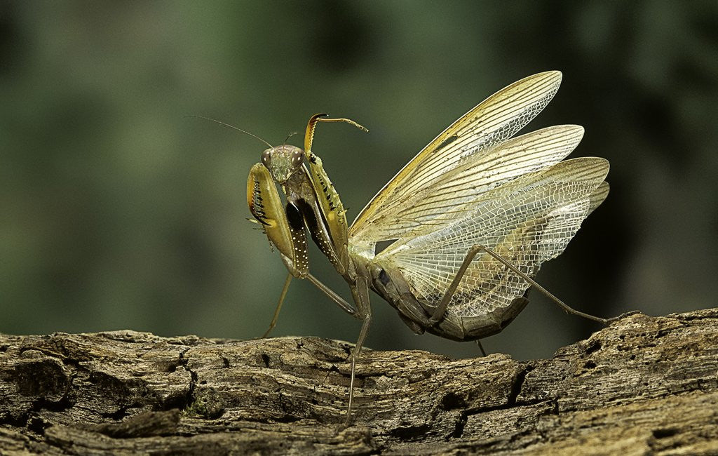 Detail of Mantis religiosa (praying mantis) - in defensive posture, threat display by Anonymous