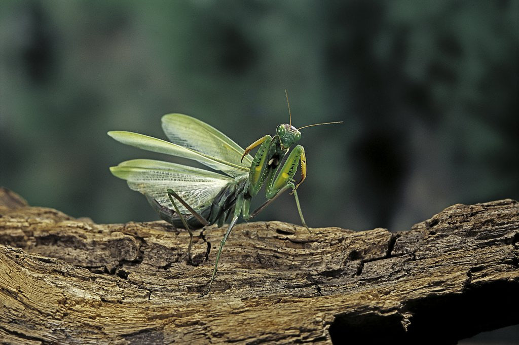 Detail of Mantis religiosa (praying mantis) - in defensive posture, threat display by Anonymous