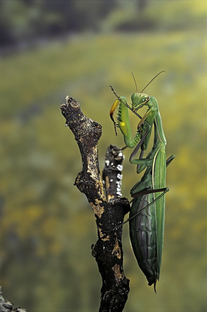 Detail of Mantis religiosa (praying mantis) - female ready to lay by Anonymous