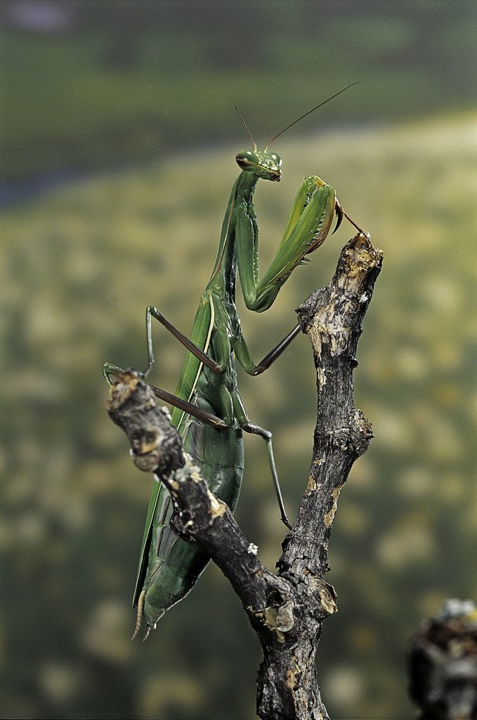 Detail of Mantis religiosa (praying mantis) - female ready to lay by Corbis