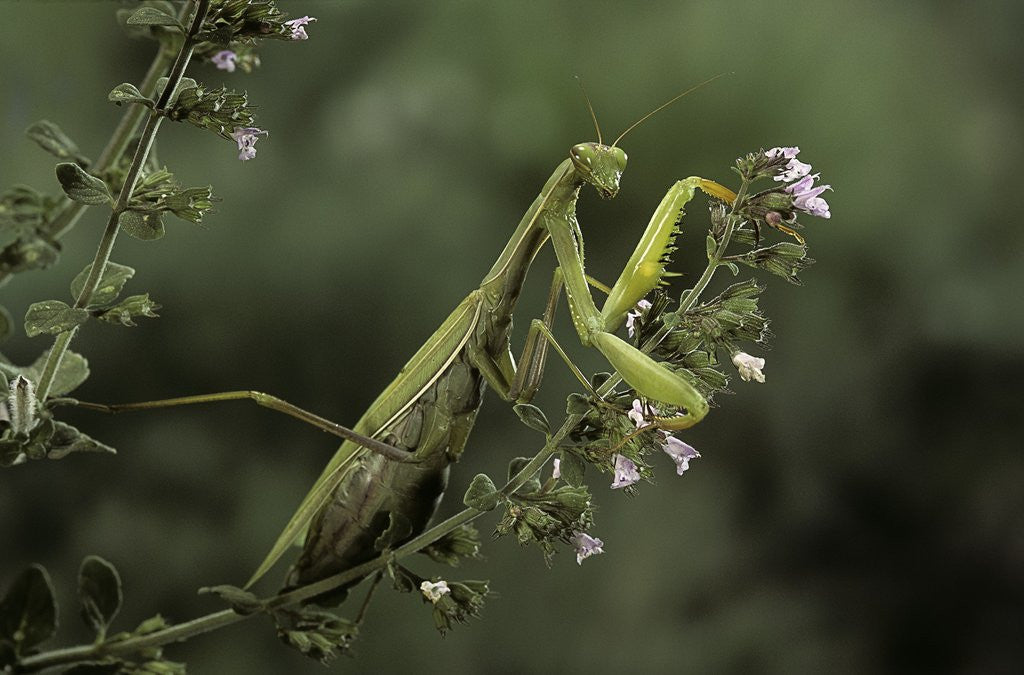 Detail of Mantis religiosa (praying mantis) by Anonymous