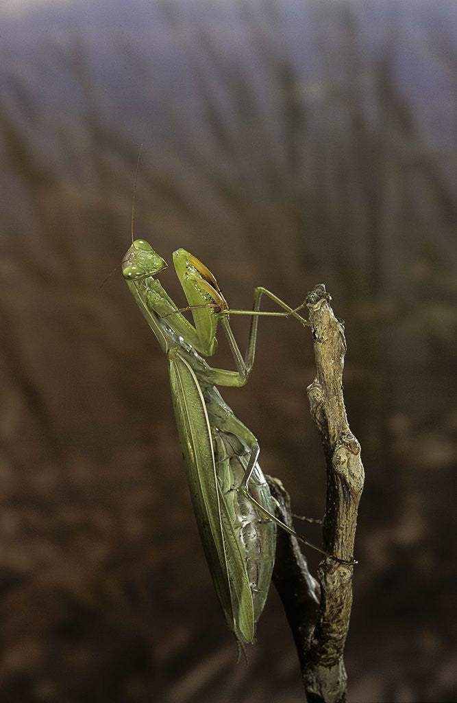 Detail of Mantis religiosa (praying mantis) by Anonymous