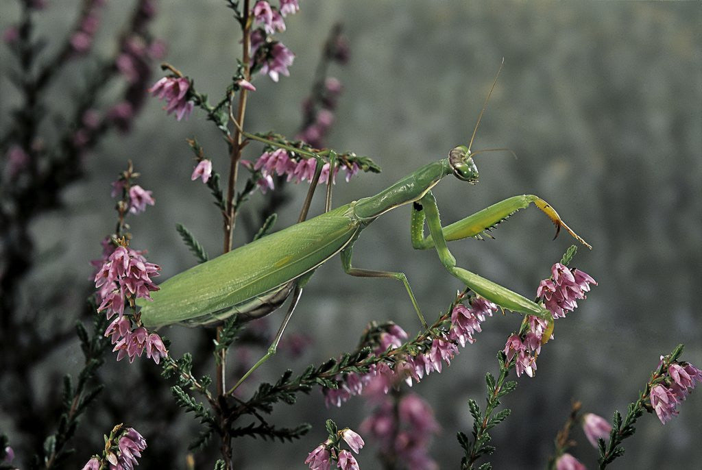 Detail of Mantis religiosa (praying mantis) by Anonymous