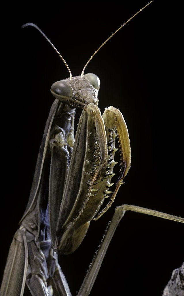 Detail of Mantis religiosa (praying mantis) by Anonymous