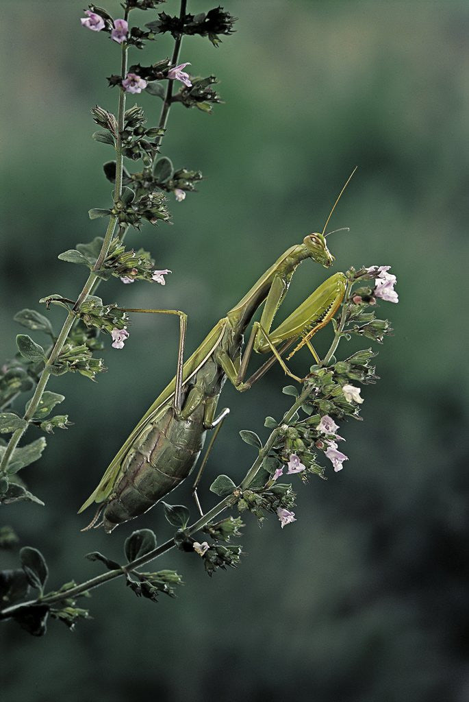 Detail of Mantis religiosa (praying mantis) by Anonymous