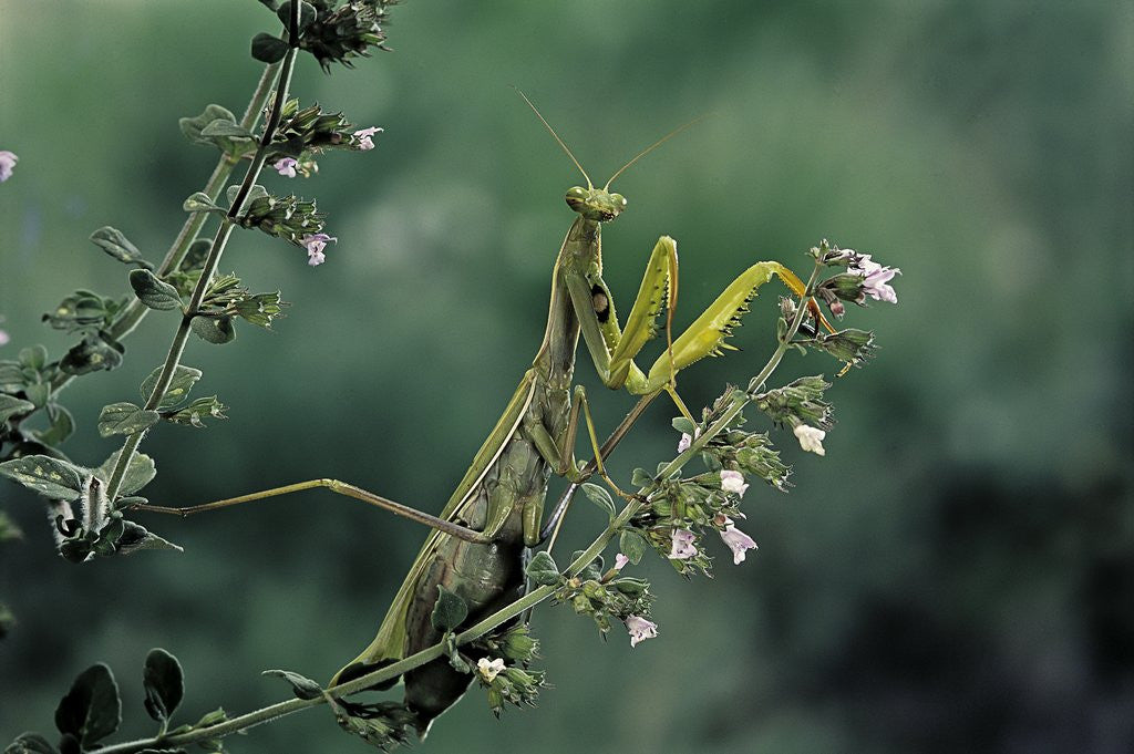 Detail of Mantis religiosa (praying mantis) by Anonymous