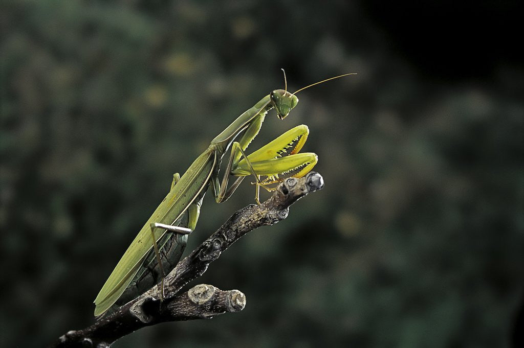 Detail of Mantis religiosa (praying mantis) by Anonymous