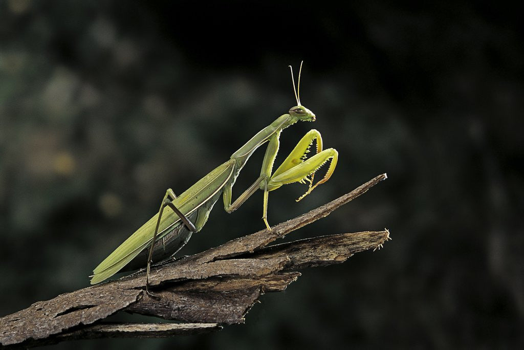 Detail of Mantis religiosa (praying mantis) by Anonymous