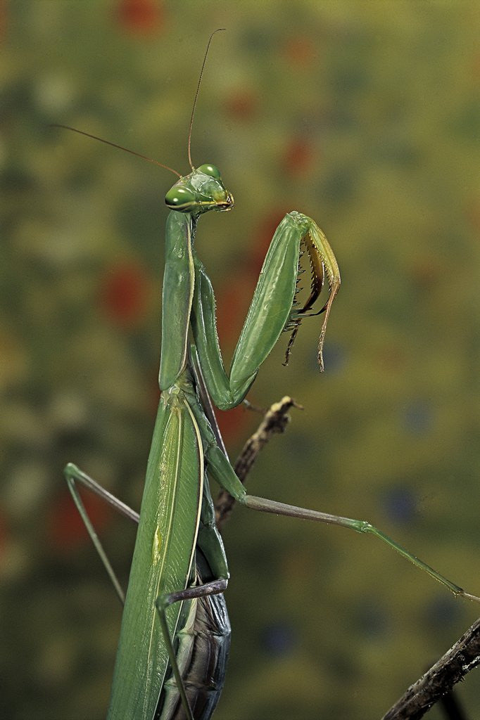 Detail of Mantis religiosa (praying mantis) by Anonymous