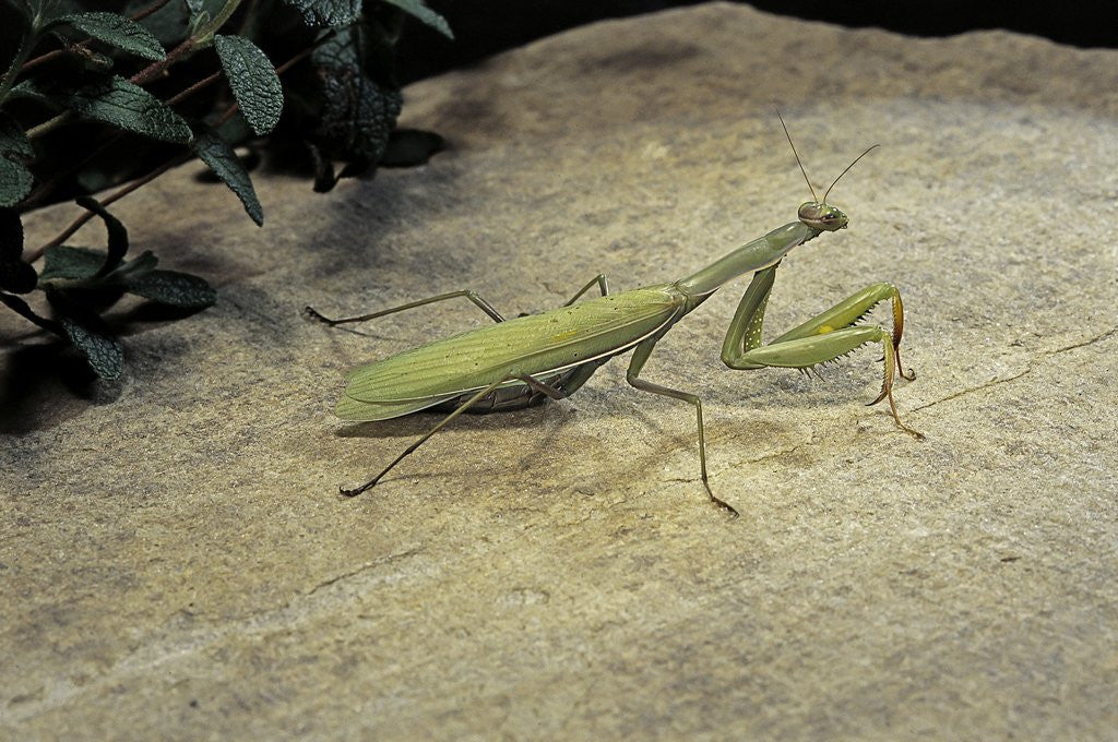 Detail of Mantis religiosa (praying mantis) - on stone by Anonymous