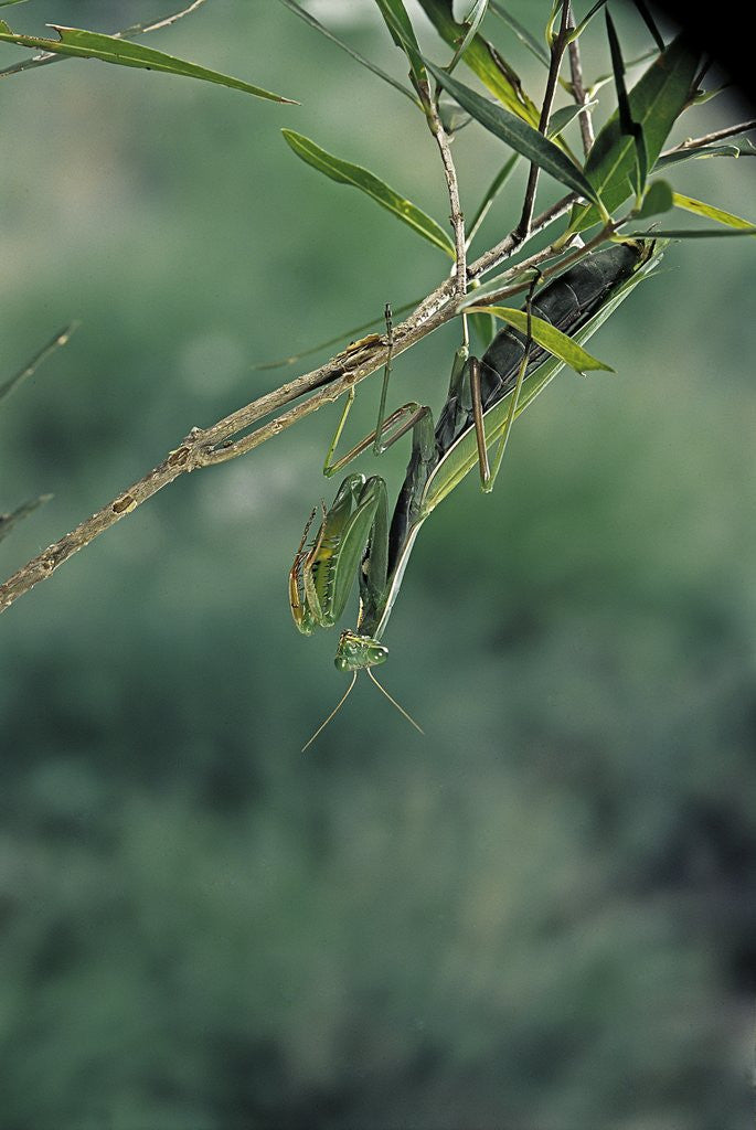 Detail of Mantis religiosa (praying mantis) by Anonymous