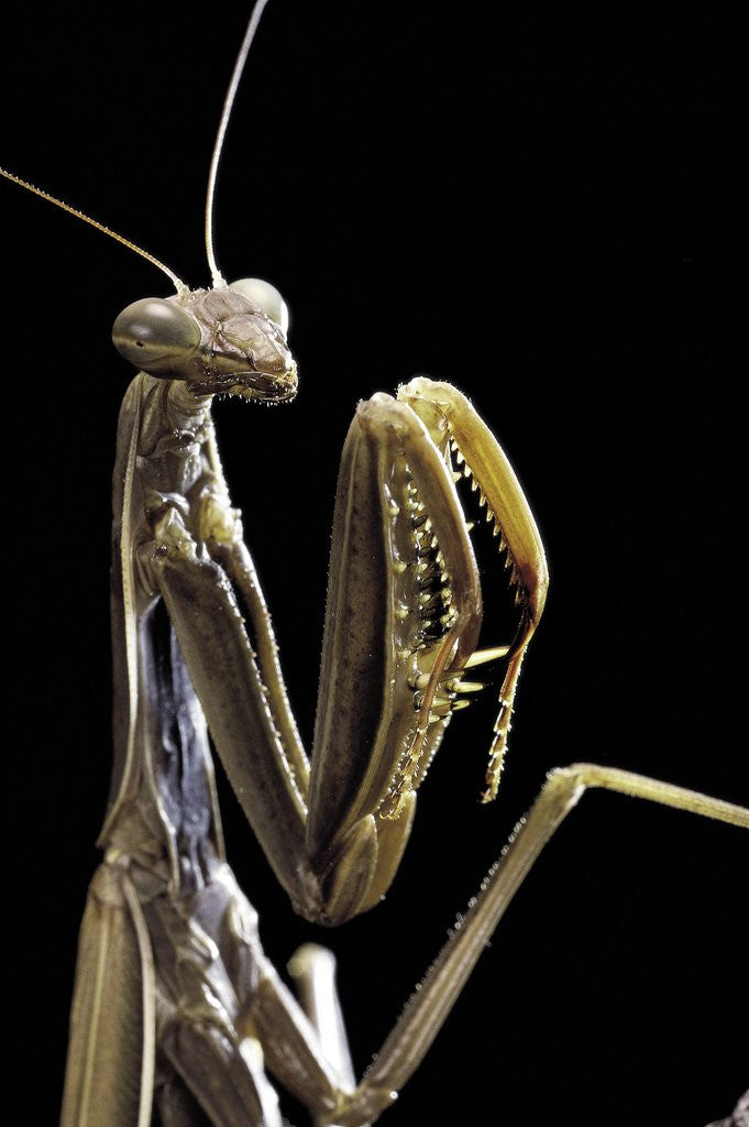 Detail of Mantis religiosa (praying mantis) by Anonymous