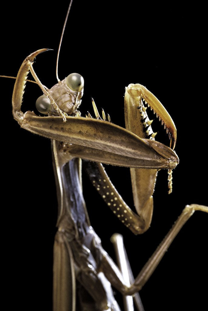 Detail of Mantis religiosa (praying mantis) by Anonymous