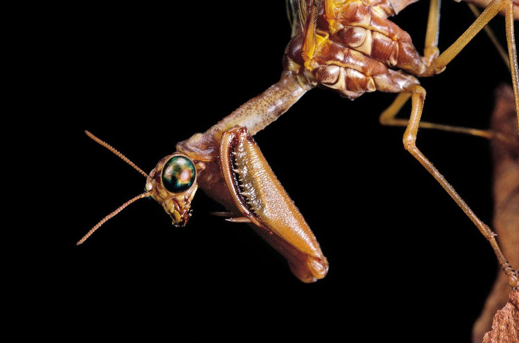 Detail of Mantispa styriaca (mantidfly) - portrait by Anonymous
