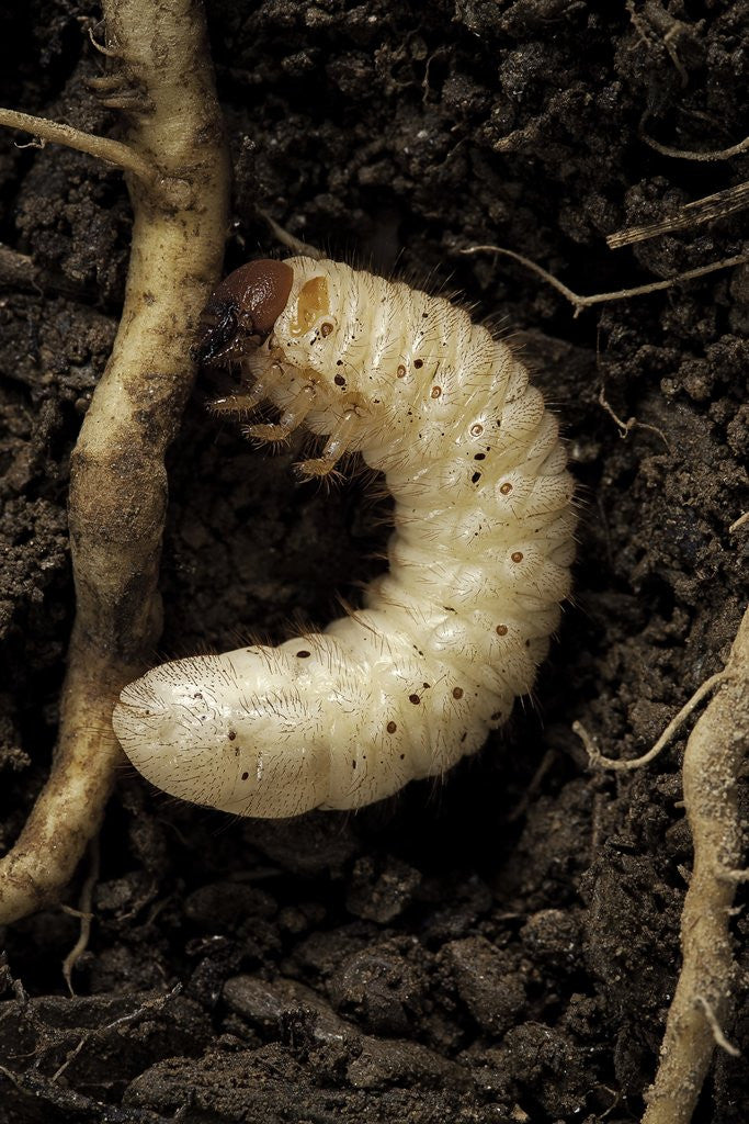 Detail of Melolontha melolontha (cockchafer, maybug) - larva or white grub in earth by Anonymous