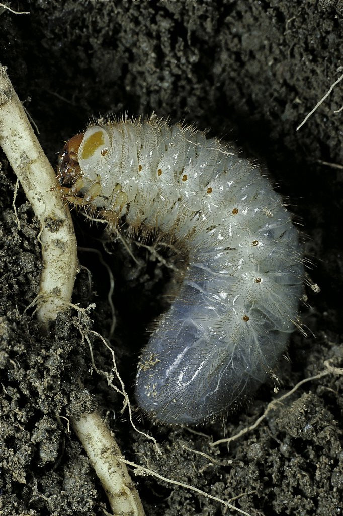 Detail of Melolontha melolontha (cockchafer, maybug) - larva or white grub in earth by Anonymous
