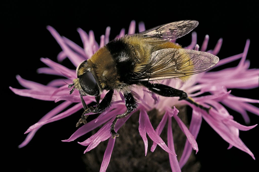 Detail of Merodon equestris (narcissus bulb fly) by Anonymous