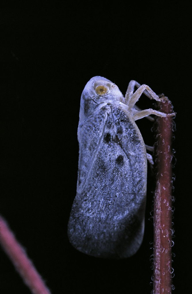 Detail of Metcalfa pruinosa (citrus flatid planthopper, mealy lantern fly) by Anonymous