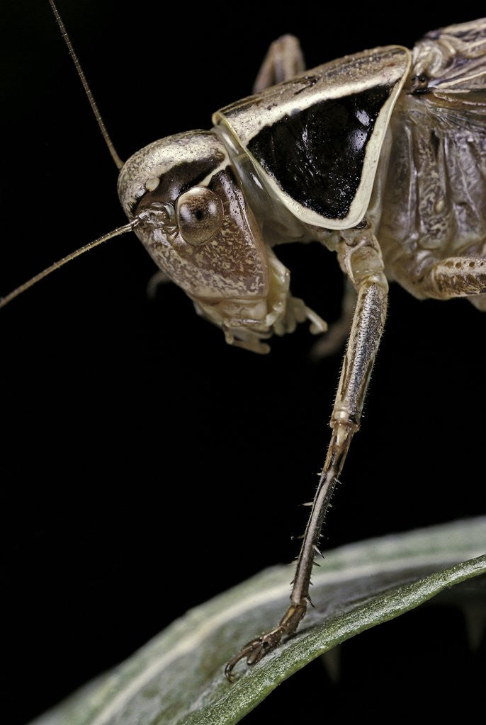 Detail of Metrioptera roeselii (Roesel's bush-cricket) - portrait by Anonymous