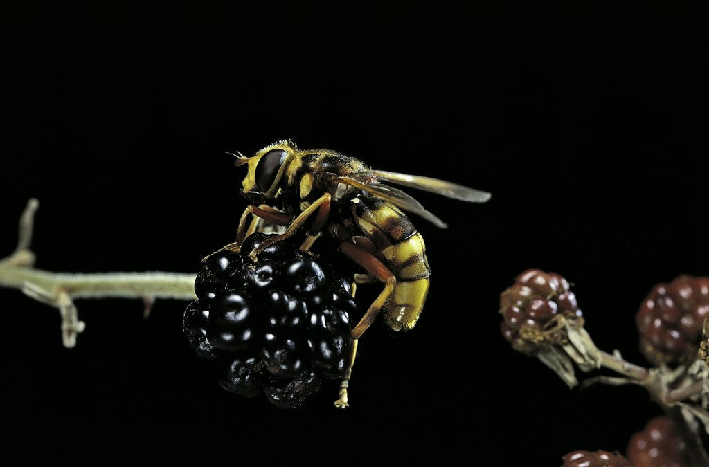 Detail of Milesia crabroniformis (hoverfly) by Anonymous