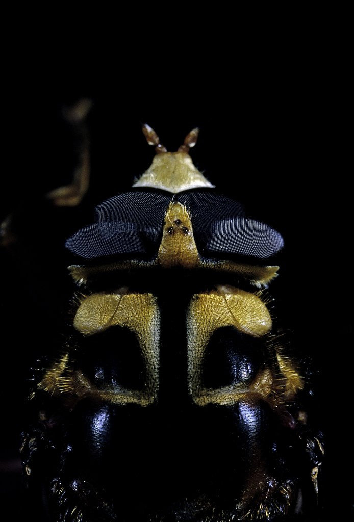 Detail of Milesia crabroniformis (hoverfly) - portrait by Anonymous