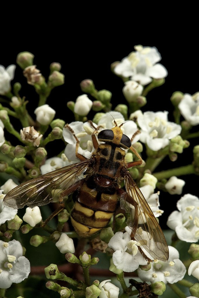 Detail of Milesia crabroniformis (hoverfly) by Anonymous