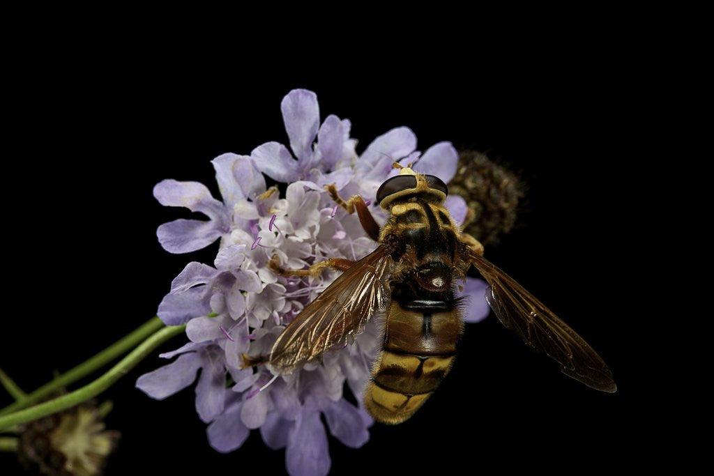 Milesia crabroniformis (hoverfly) by Corbis
