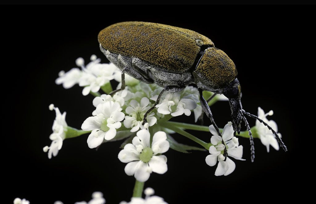 Detail of Mycterus curculioides (palm and flower beetle) by Anonymous