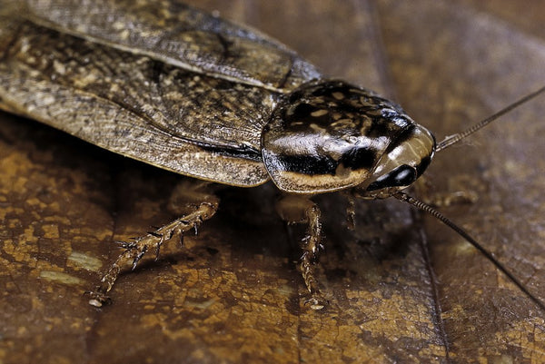 Nauphoeta cinerea (speckled cockroach, cinereous cockroach, lobster ...