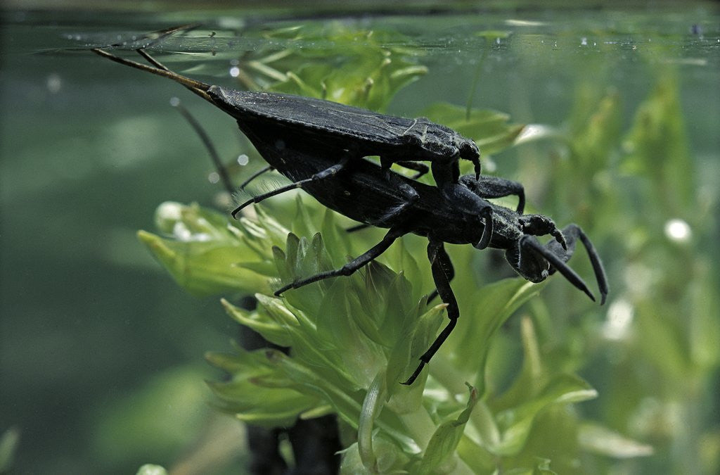 Detail of Nepa cinerea (water scorpion) - mating by Anonymous