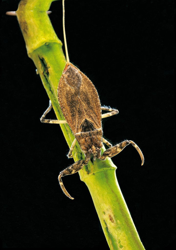 Detail of Nepa cinerea (water scorpion) by Anonymous