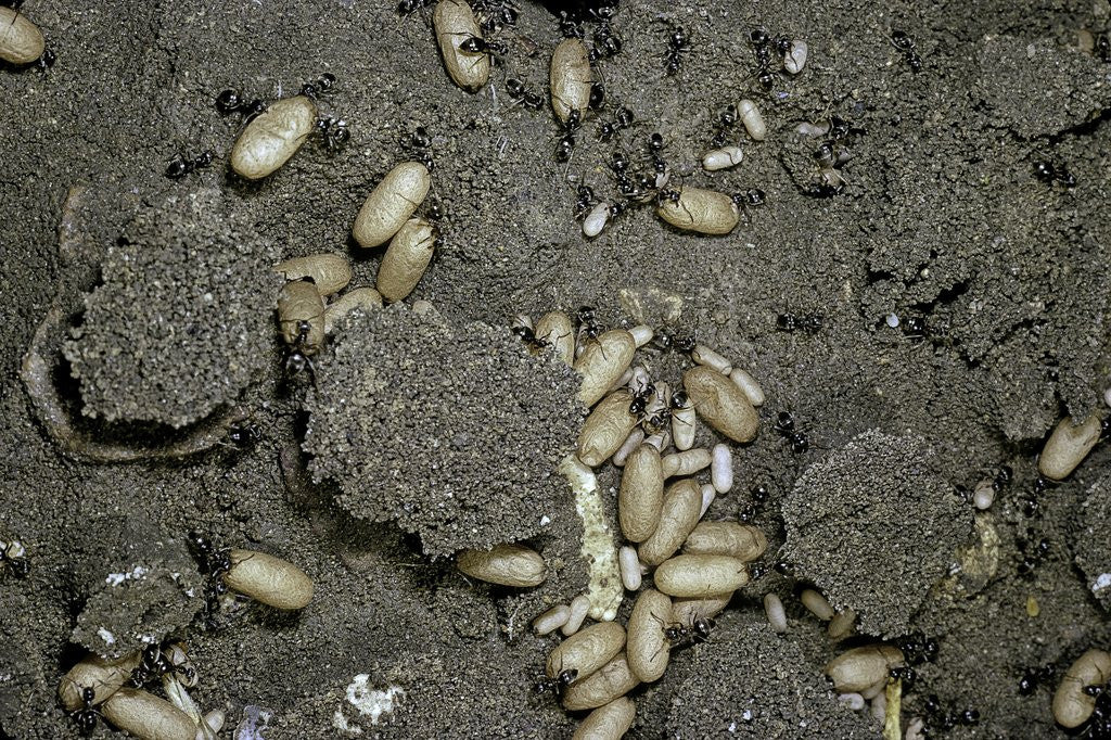 Detail of Anthill under a stone by Anonymous