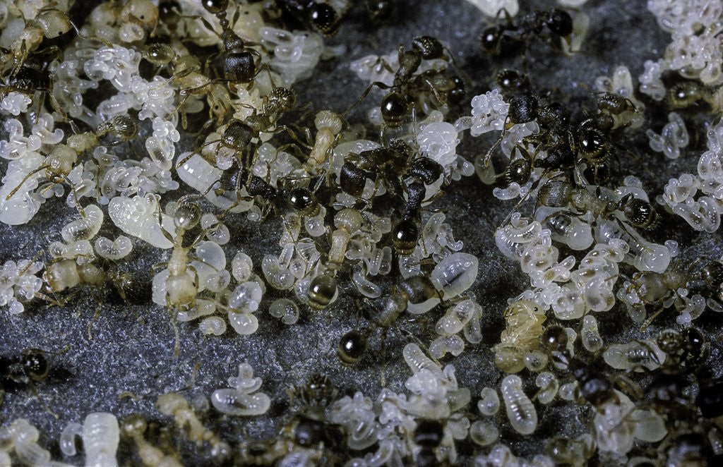 Detail of Anthill under a stone by Anonymous